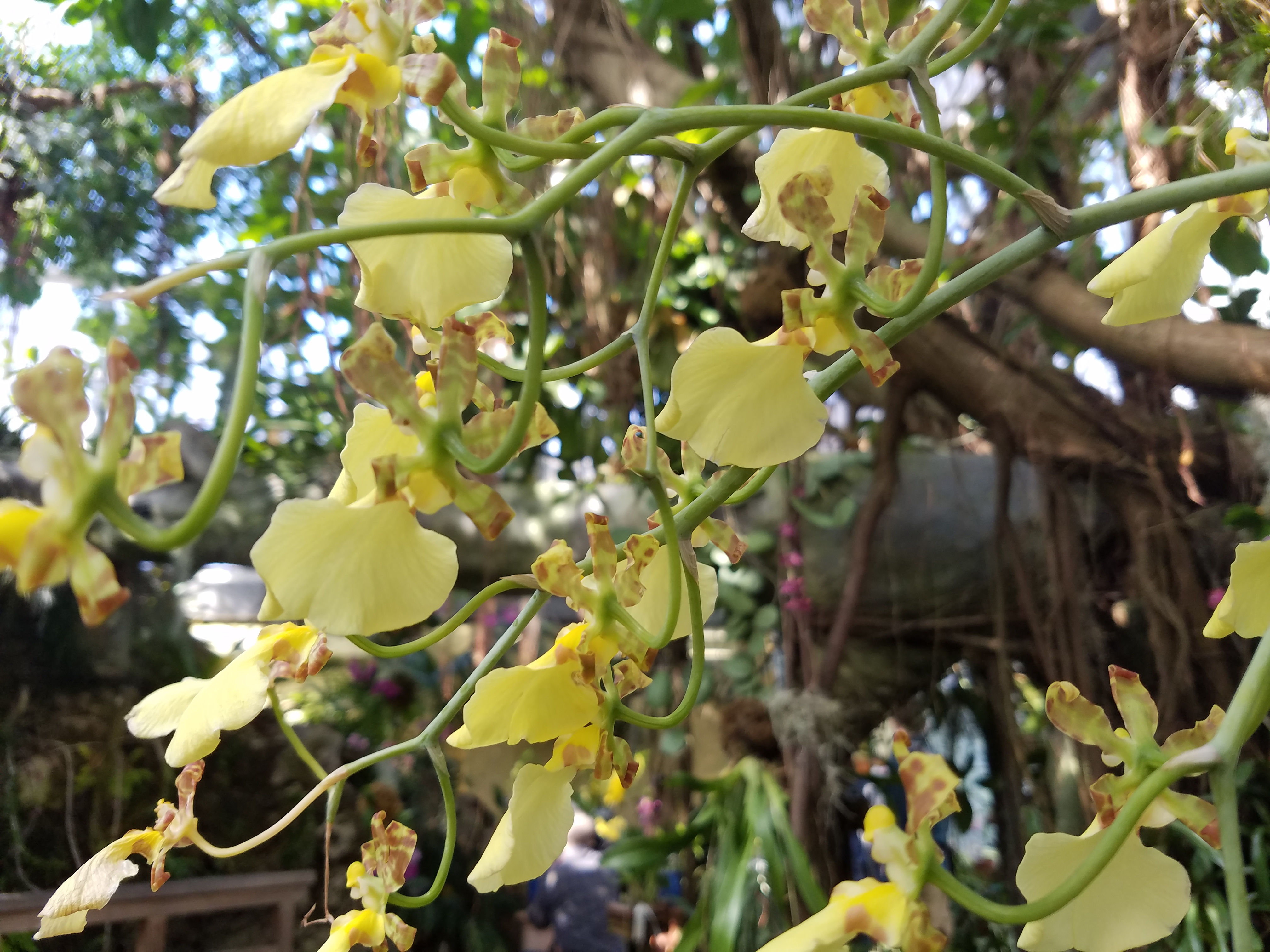 An image of a yellow flower.